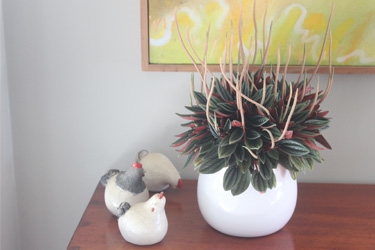 Peperomia Rosso Variety Thumbnail0.jpg
